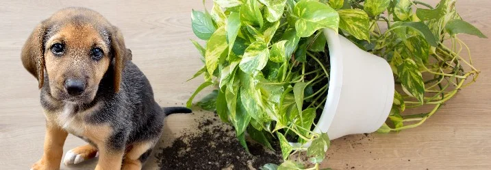 Welpe sitzt neben umgekipptem Blumentopf